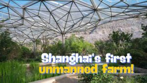 Exploring Shanghai’s Pioneering Unmanned Farm