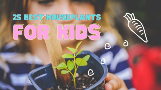25 Best Houseplants for Kids