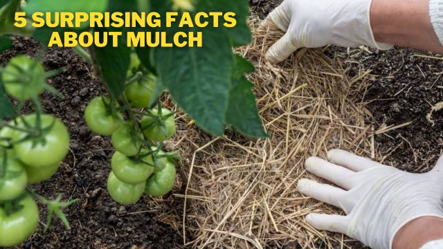 5 Surprising Facts About Mulch You Should Know