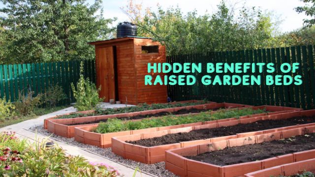 The Hidden Benefits of Raised Garden Beds